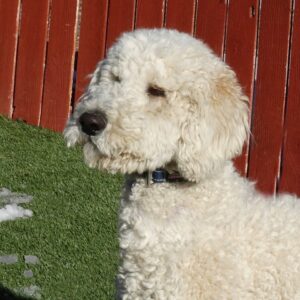 Adopted 1/22/22 Lincoln-2 years old (Male)