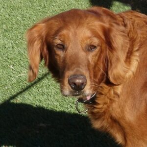 Adopted 1/28/22 Ruby-8 years (Female)