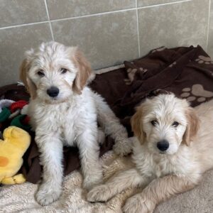 Golden Doodle Puppies (Females) Adopted 1/15/22 & 1/16/22