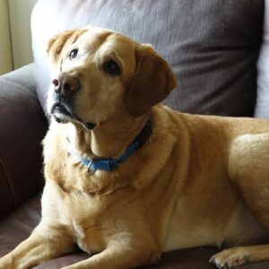 Adopted 1/23/22 Charlie-7 years old Lab