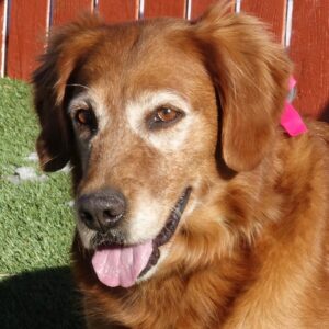 Adopted 2/7/22 Penny-7 years old (Female)