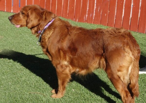 Adopted 1/28/22 Ruby-8 years (Female) - Image 2