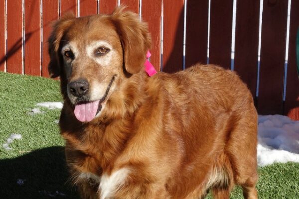 Adopted 2/7/22 Penny-7 years old (Female) - Image 3