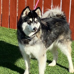 Adopted 1/30/22 Koda-7 year old Male Husky