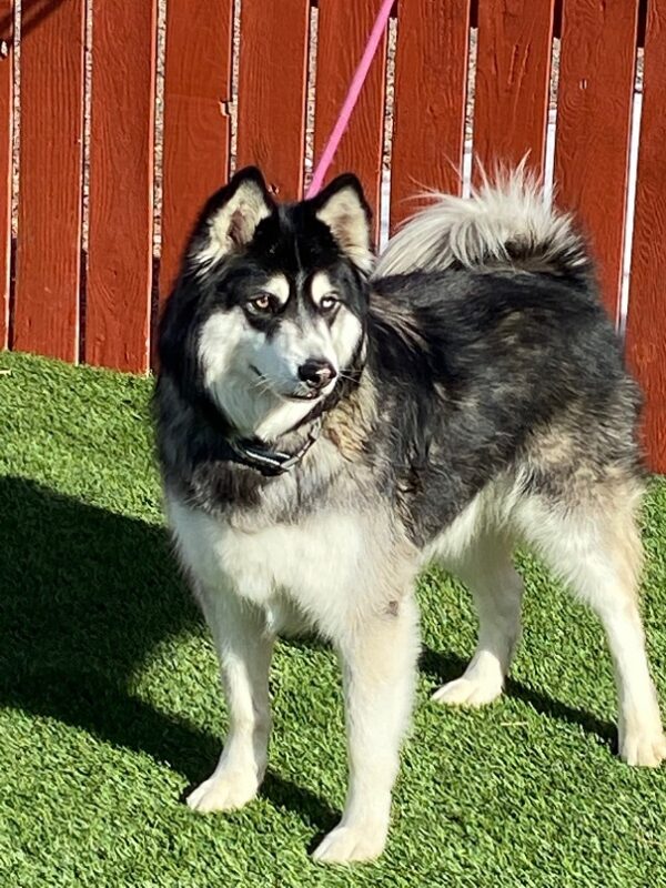 Adopted 1/30/22 Koda-7 year old Male Husky