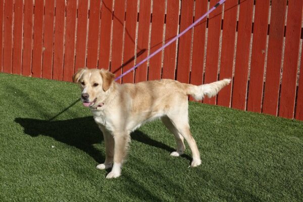 Adopted 2/6/22 Butters-1 year old (Female) Golden Retriever Mix - Image 3