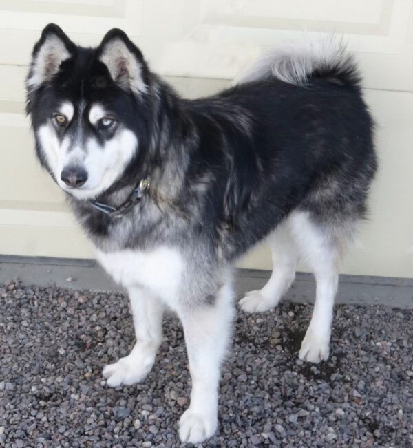 Adopted 1/30/22 Koda-7 year old Male Husky - Image 3