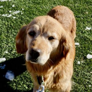 ADOPTED 9/24/22 Tess-5 years old (Female)
