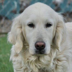 Adopted 2/19/22 April-5 years old (Former puppy mill dog)