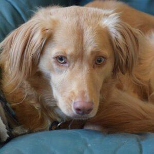 Adopted 3/28/22 Everett-2 years old (Male) Aussie/Golden Mix