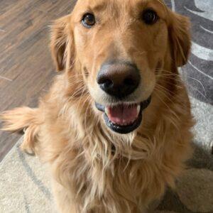 ADOPTED 2/25/22 Gunner-5 years old (Male)