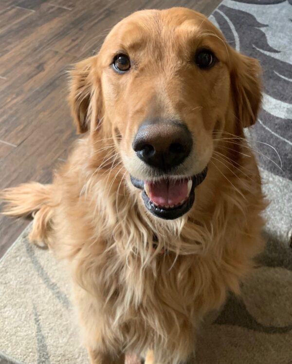 ADOPTED 2/25/22 Gunner-5 years old (Male)