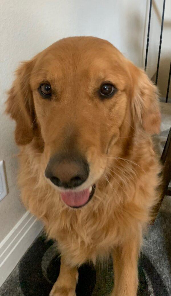 ADOPTED 2/25/22 Gunner-5 years old (Male) - Image 3