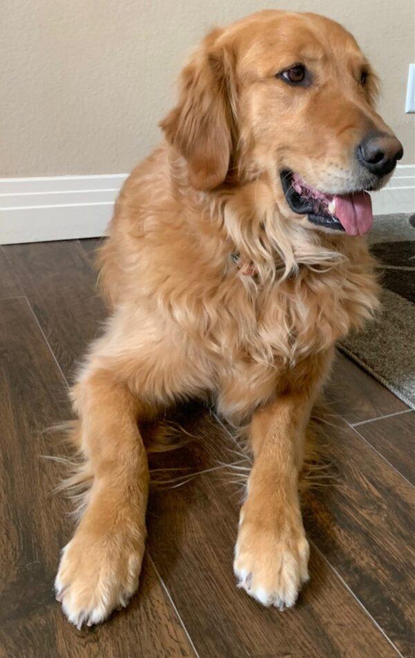 ADOPTED 2/25/22 Gunner-5 years old (Male) - Image 4