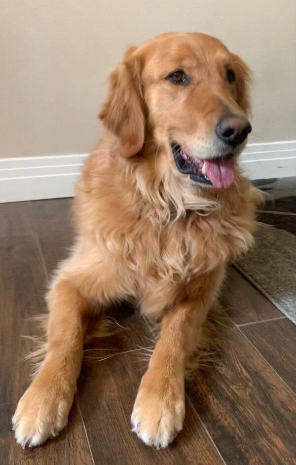 ADOPTED 2/25/22 Gunner-5 years old (Male) - Image 5
