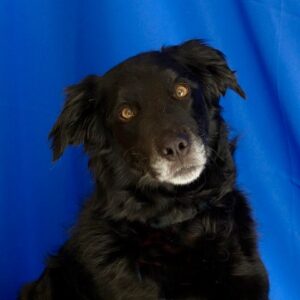 Adopted 3/6/22 Banyan-5 years old (Male)