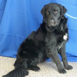 Adopted 3/13/22 Joe-16 months (Male) Golden Retriever Ausse mix
