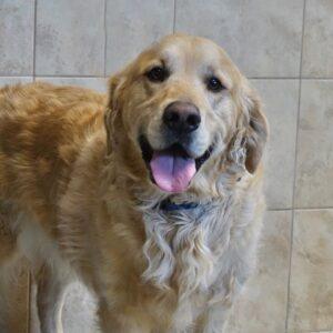 Adopted 3/26/22 Mookie-4 years old