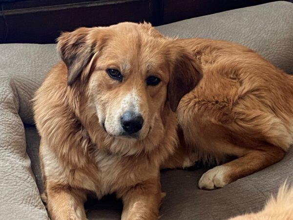 ADOPTED 6/25/22 Evie-18 months old (Female) - Image 3