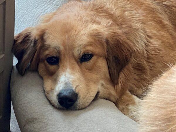 ADOPTED 6/25/22 Evie-18 months old (Female) - Image 4
