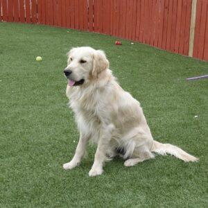 ADOPTED 5/8/22 Harley-1.5 years old (Male)