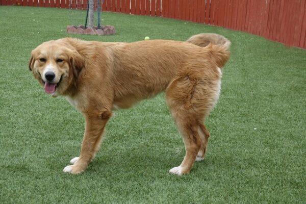 ADOPTED 6/25/22 Evie-18 months old (Female) - Image 2