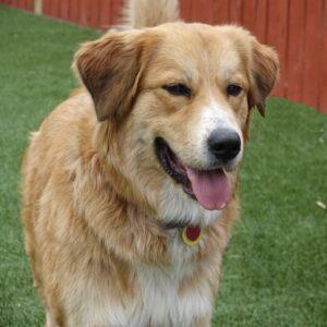 ADOPTED 6/25/22 Evie-18 months old (Female)