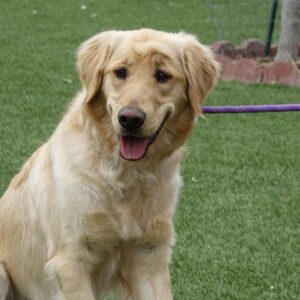 ADOPTED 5/14/22 Tony-14 months (Male)