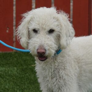 ADOPTED 5/14/22 Teddy-1.5 years old (Male)