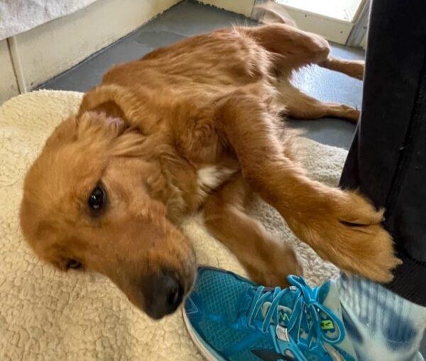 Now ACCEPTING applications for former breeding girls-Golden Retrievers - Image 6