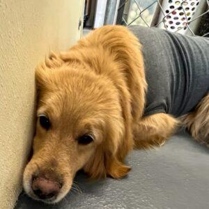 Now ACCEPTING applications for former breeding girls-Golden Retrievers
