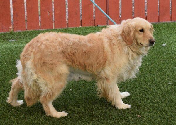 ADOPTED 7/2/22 Clara-4 years old (Female) - Image 7