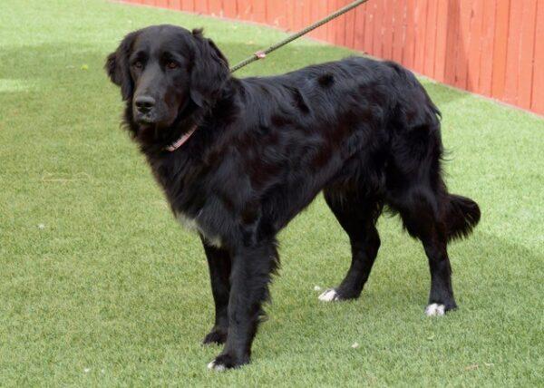 ADOPTED 6/29/22 Burt-1 year old (Male) - Image 6