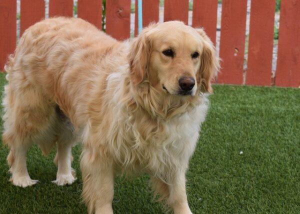 ADOPTED 7/2/22 Clara-4 years old (Female) - Image 5