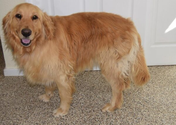 ADOPTED BONDED PAIR!! Cleo-4 years old (Female) Carter-5 years old (Male) - Image 7