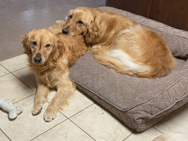 ADOPTED BONDED PAIR!! Cleo-4 years old (Female) Carter-5 years old (Male) - Image 8