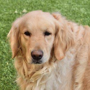ADOPTED 7/2/22 Clara-4 years old (Female)