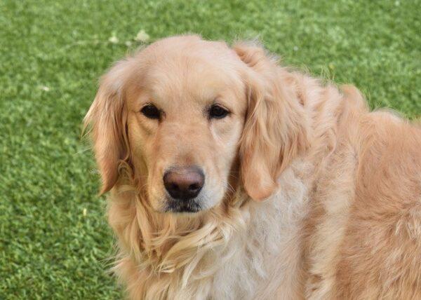 ADOPTED 7/2/22 Clara-4 years old (Female)
