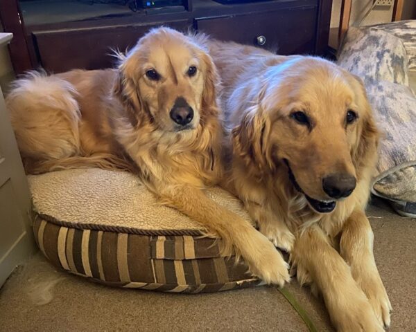 ADOPTED BONDED PAIR!! Cleo-4 years old (Female) Carter-5 years old (Male) - Image 9
