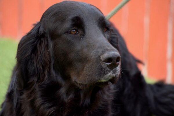 ADOPTED 6/29/22 Burt-1 year old (Male) - Image 3