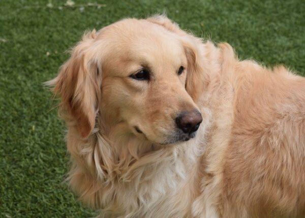 ADOPTED 7/2/22 Clara-4 years old (Female) - Image 3