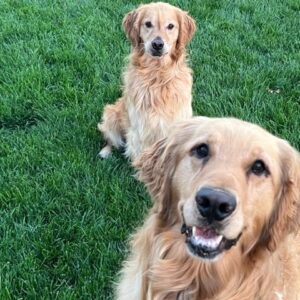 ADOPTED BONDED PAIR!! Cleo-4 years old (Female) Carter-5 years old (Male)