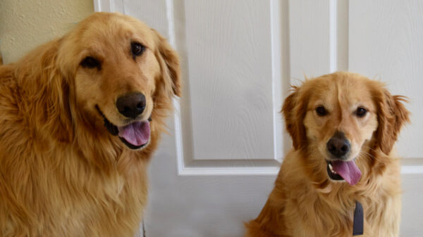 ADOPTED BONDED PAIR!! Cleo-4 years old (Female) Carter-5 years old (Male) - Image 4