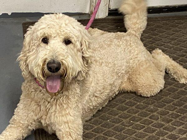 ADOPTED 7/7/22 Bailey-2 years old (Female-Goldendoodle) - Image 4
