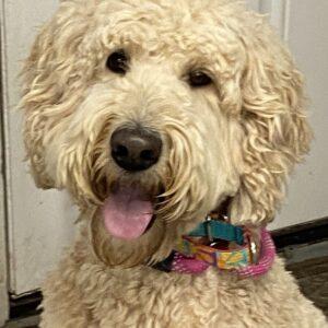 ADOPTED 7/7/22 Bailey-2 years old (Female-Goldendoodle)