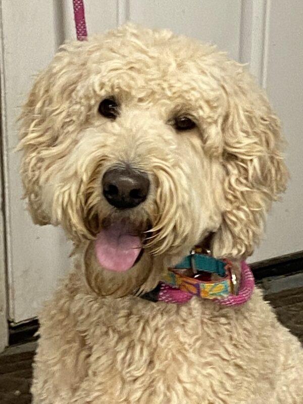 ADOPTED 7/7/22 Bailey-2 years old (Female-Goldendoodle)