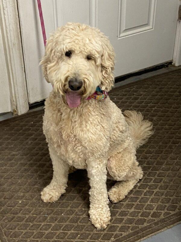 ADOPTED 7/7/22 Bailey-2 years old (Female-Goldendoodle) - Image 7