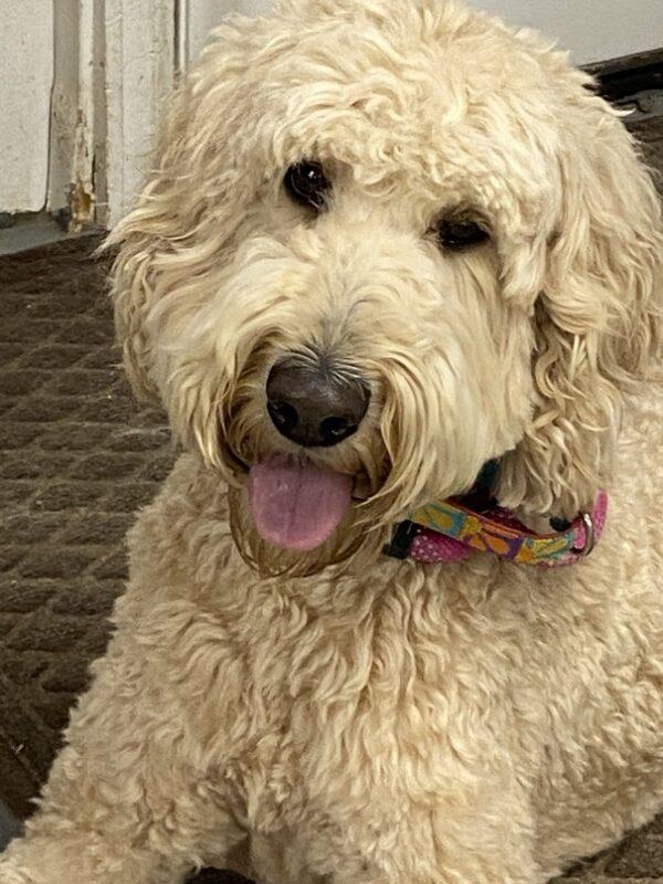 ADOPTED 7/7/22 Bailey-2 years old (Female-Goldendoodle) - Image 6