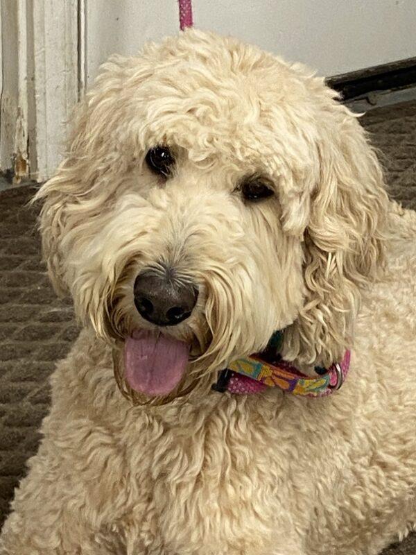 ADOPTED 7/7/22 Bailey-2 years old (Female-Goldendoodle) - Image 5
