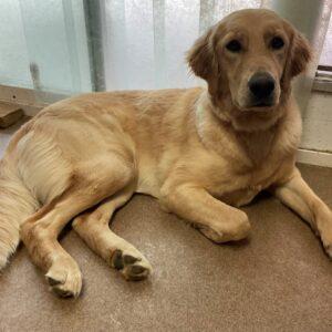ADOPTED 6/24/22 Nellie-1 year old (Female)